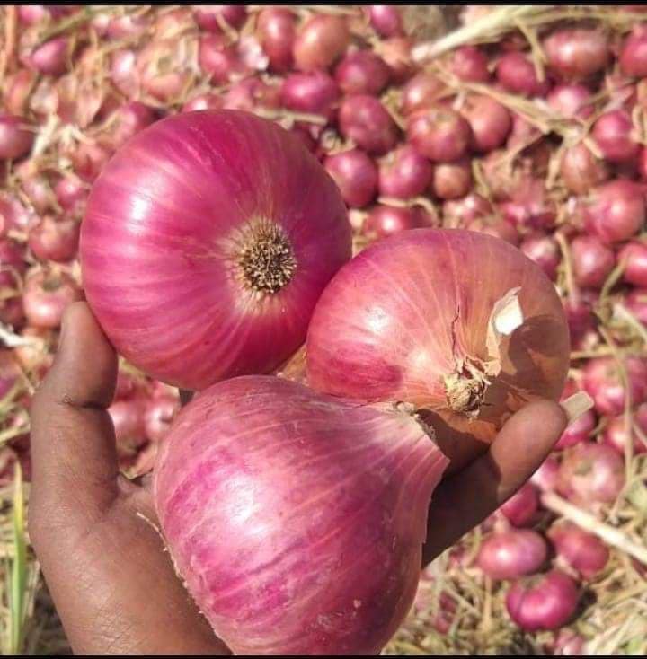 Alaca mor soğanı