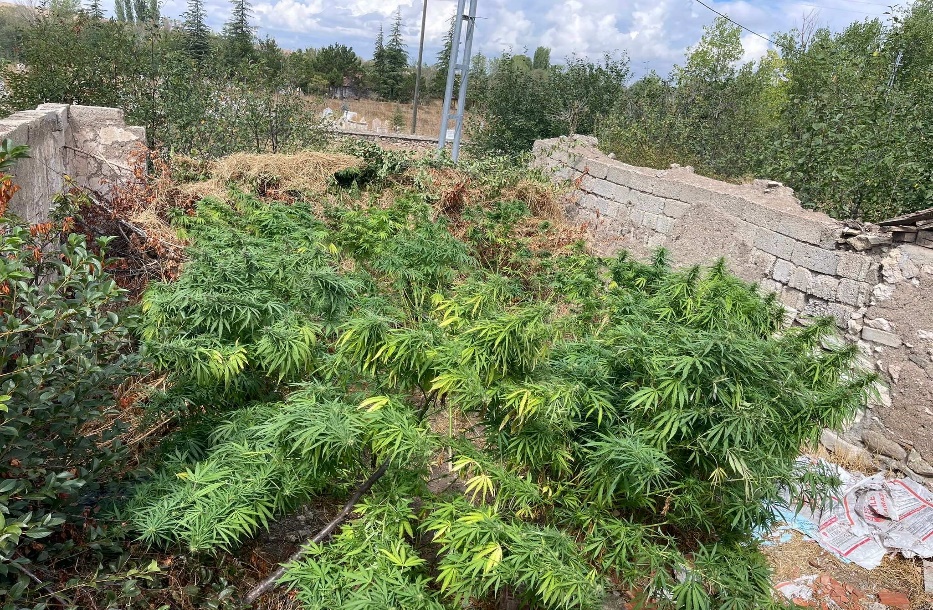 Alaca ve İskilip ilçelerinde düzenlenen 2 ayrı uyuşturucu operasyonunda çok sayıda kenevir bitkisi ve esrar maddesi ele geçirildi (2)