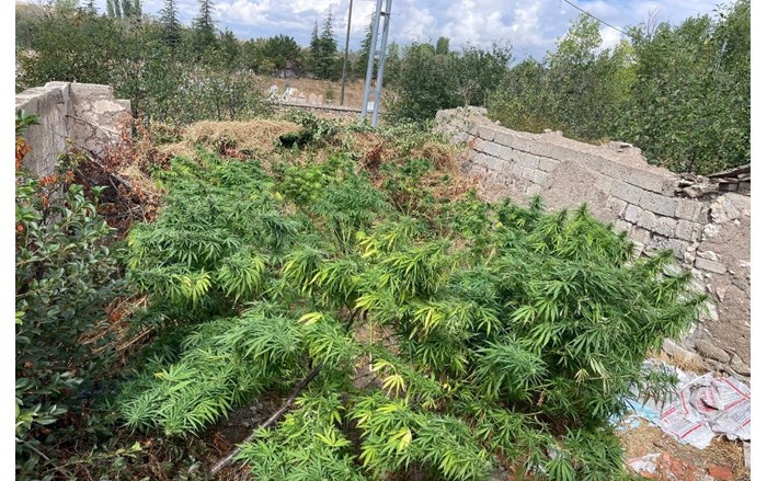 Alaca ve İskilip ilçelerinde düzenlenen 2 ayrı uyuşturucu operasyonunda çok sayıda kenevir bitkisi ve esrar maddesi ele geçirildi (2)