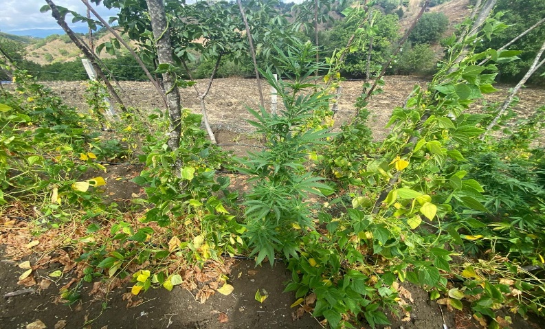 Alaca ve İskilip ilçelerinde düzenlenen 2 ayrı uyuşturucu operasyonunda çok sayıda kenevir bitkisi ve esrar maddesi ele geçirildi (3)