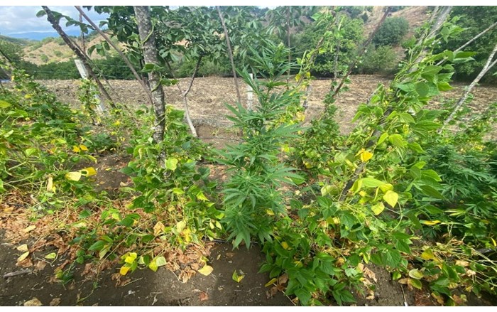 Alaca ve İskilip ilçelerinde düzenlenen 2 ayrı uyuşturucu operasyonunda çok sayıda kenevir bitkisi ve esrar maddesi ele geçirildi (3)