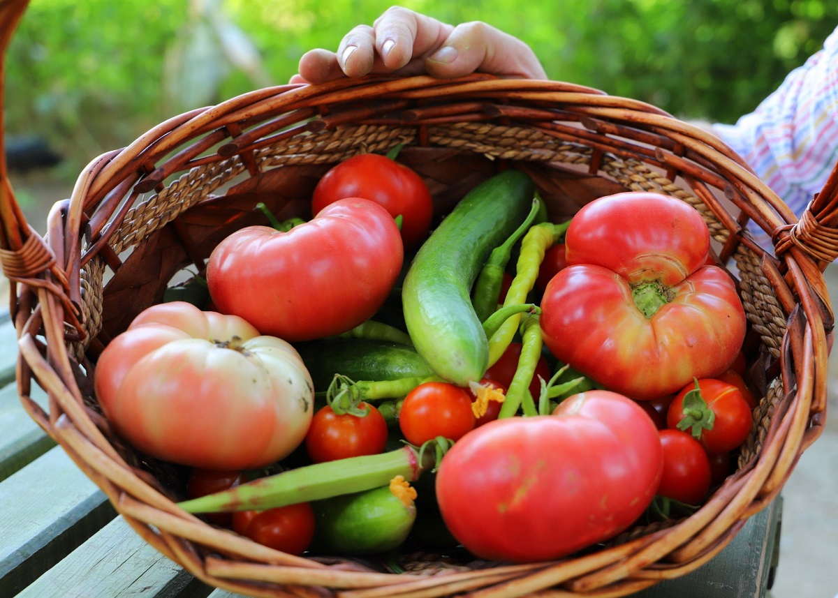 Ata tohumu ile elde edilen sebzeler (1)