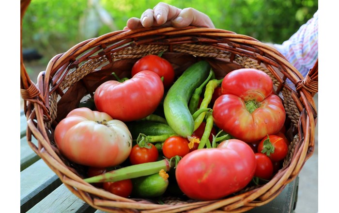 Ata tohumu ile elde edilen sebzeler (1)
