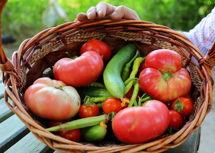 Ata tohumu ile elde edilen sebzeler (1)