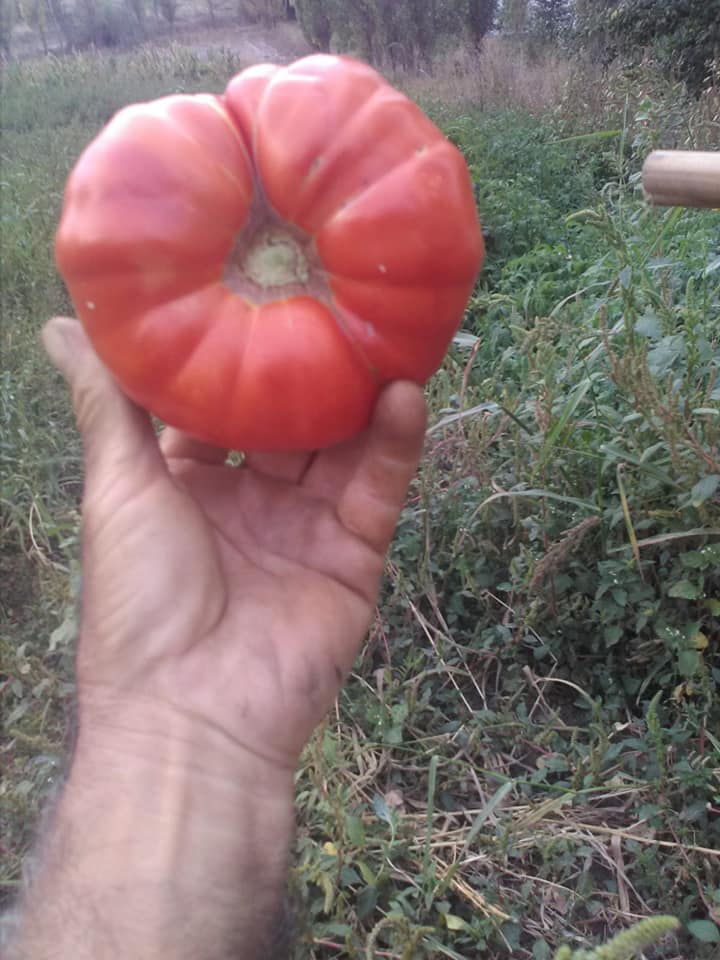 Ata tohumu ile elde edilen sebzeler (2)