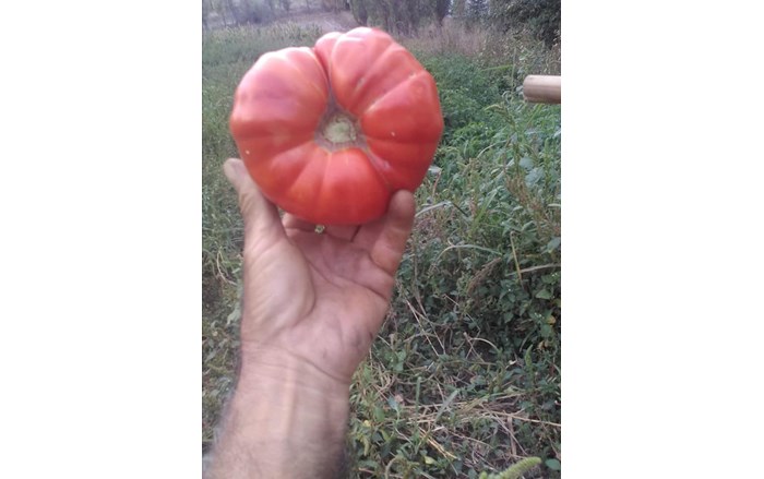 Ata tohumu ile elde edilen sebzeler (2)