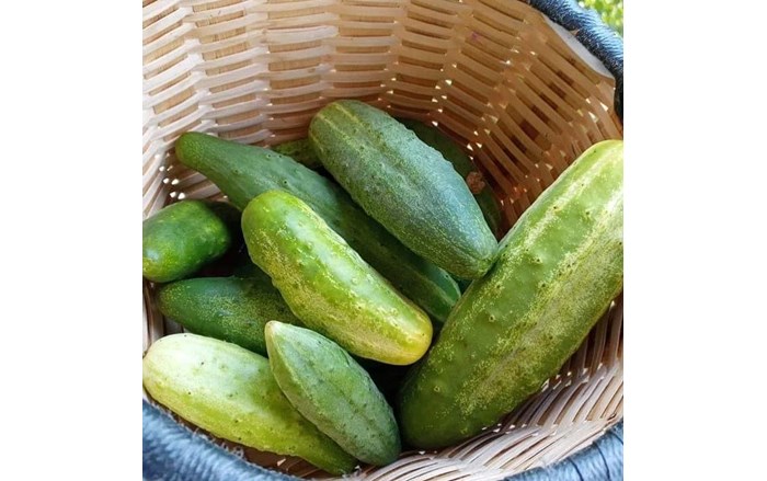 Ata tohumu ile elde edilen sebzeler (3)