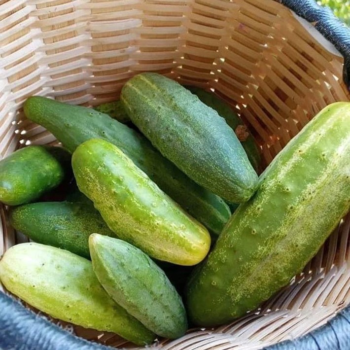 Ata tohumu ile elde edilen sebzeler (3)