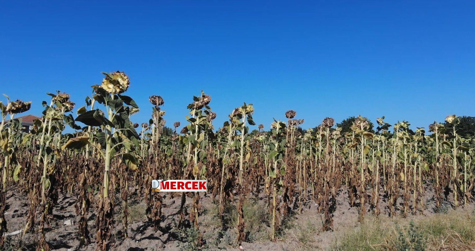 Ayçiçeği üreticileri kuraklıktan zarar gördü (2)