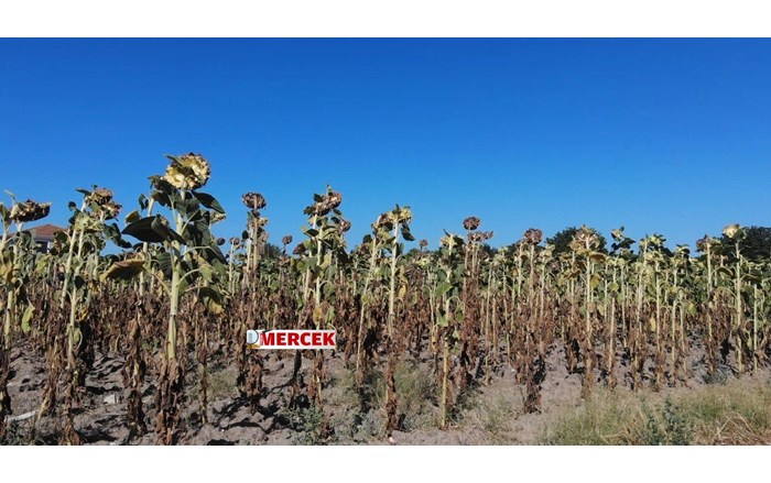Ayçiçeği üreticileri kuraklıktan zarar gördü (2)