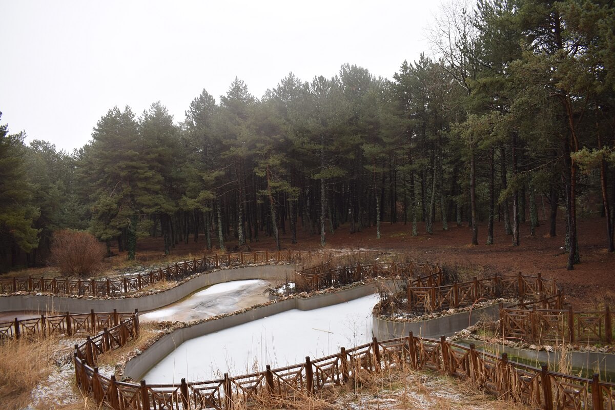 Çam ormanları ile kaplı ormanlar eşsiz bir manzara oluşturuyor (1)