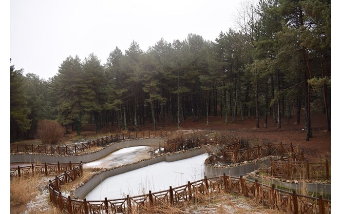 Çam ormanları ile kaplı ormanlar eşsiz bir manzara oluşturuyor (1)