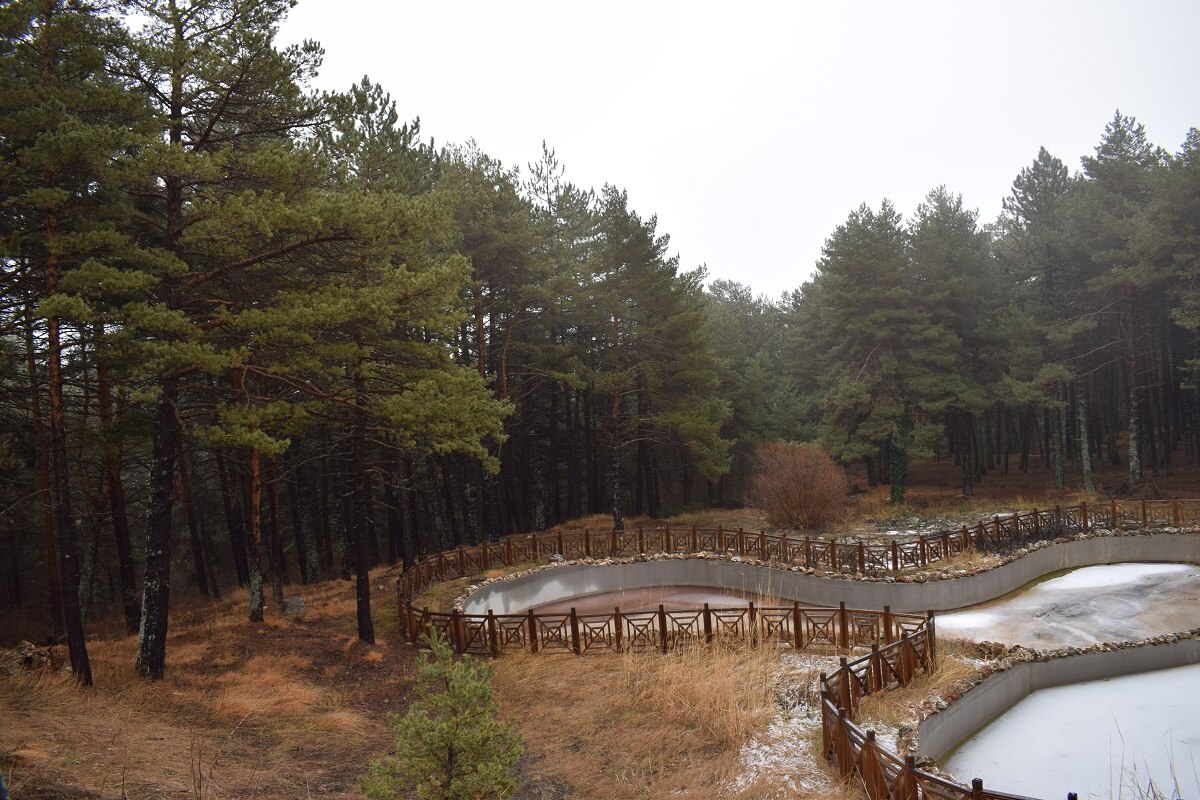 Çam ormanları ile kaplı ormanlar eşsiz bir manzara oluşturuyor (2)