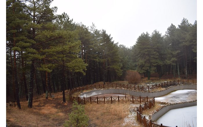 Çam ormanları ile kaplı ormanlar eşsiz bir manzara oluşturuyor (2)