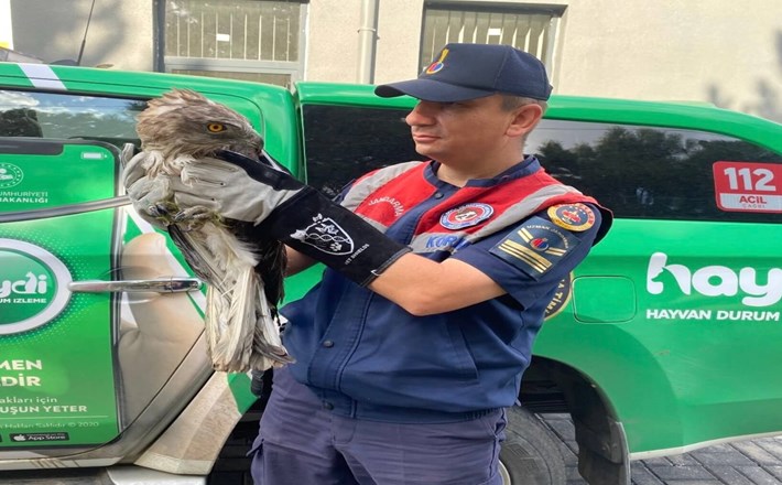 Çevre, Doğa ve Hayvanları Koruma Timi yaban hayvanlarına sahip çıktı