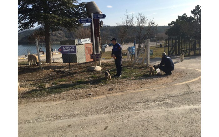 Çorum Belediyesi, soğuk kış günlerinde sokak hayvanlarını besliyor