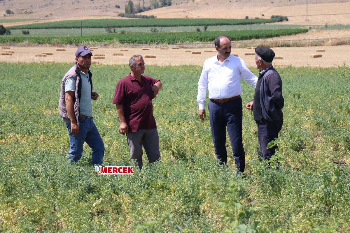 Çorum çiftçisi kuraklıktan zarar gördü