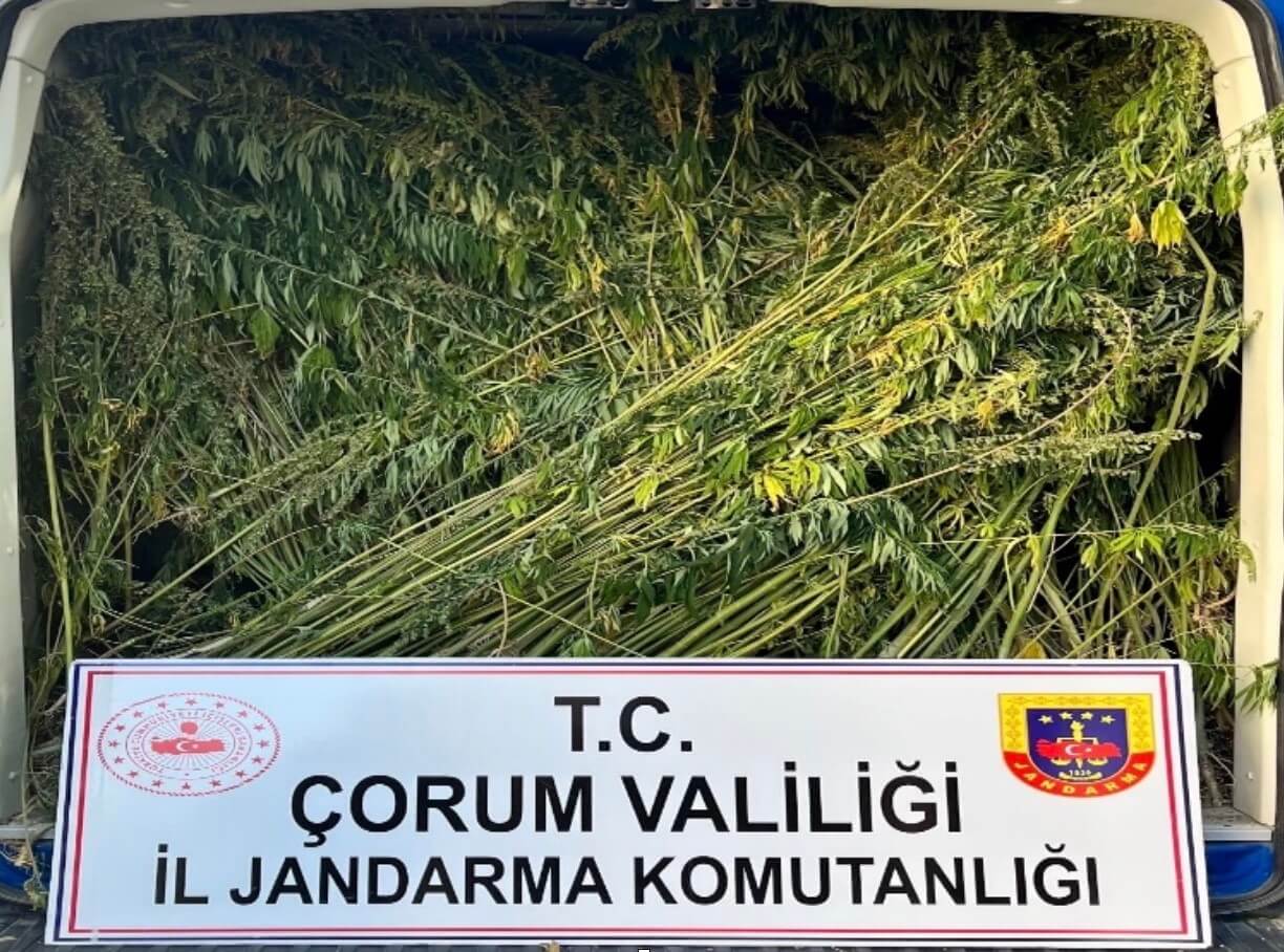 Çorum'da ayçiçeği tarlasına ekili vaziyette yüzlerce kök kenevir ele geçirildi. (1)