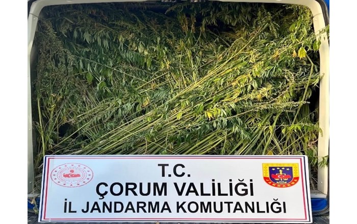 Çorum'da ayçiçeği tarlasına ekili vaziyette yüzlerce kök kenevir ele geçirildi. (1)