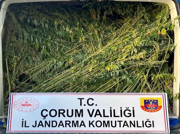 Çorum'da ayçiçeği tarlasına ekili vaziyette yüzlerce kök kenevir ele geçirildi. (1)