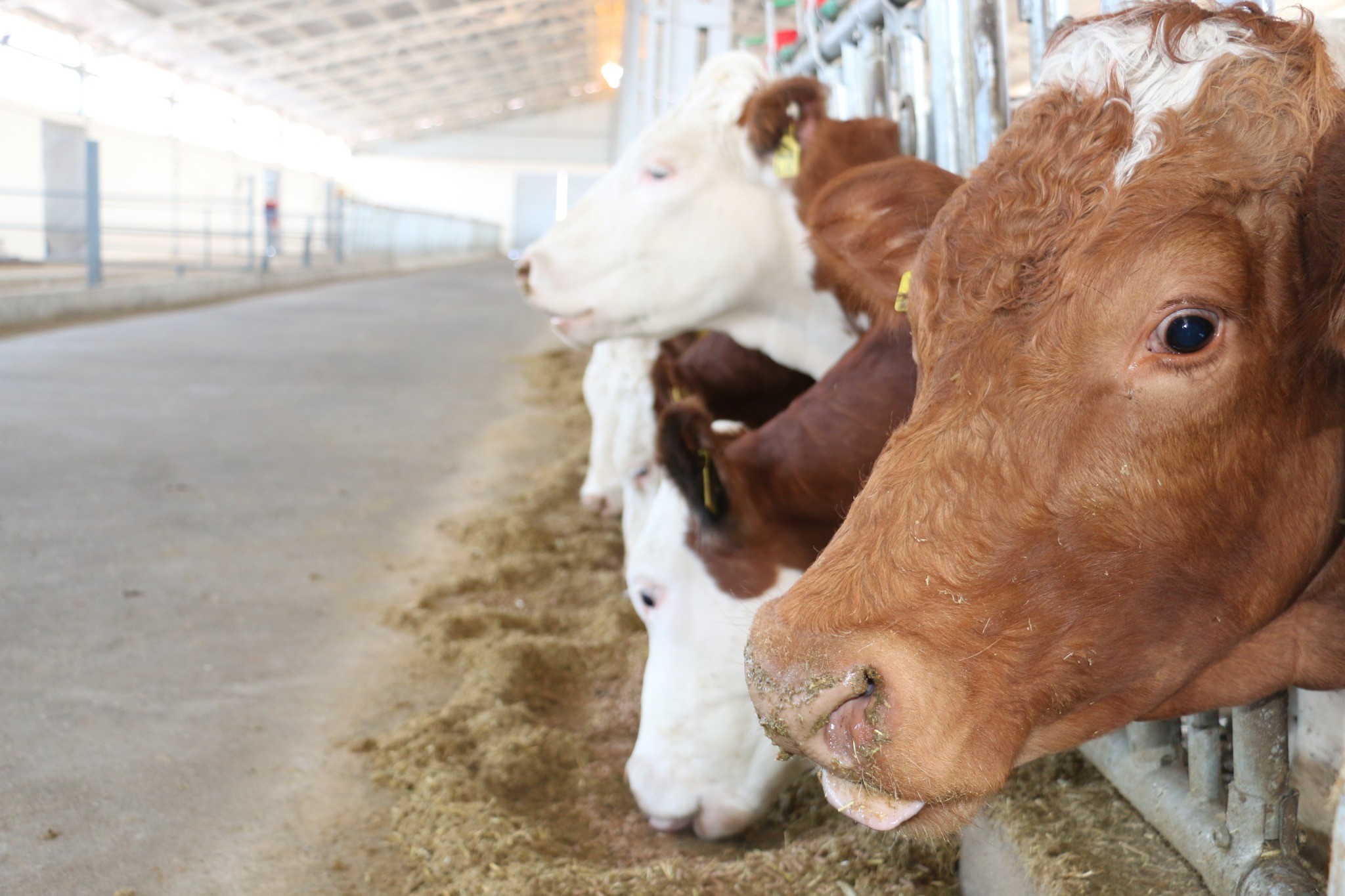 Çorum'da görülen şap hastalığı nedeniyle 28 köy karantina altına alındı (1)
