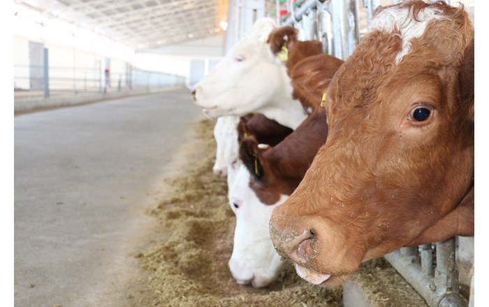 Çorum'da görülen şap hastalığı nedeniyle 28 köy karantina altına alındı (1)