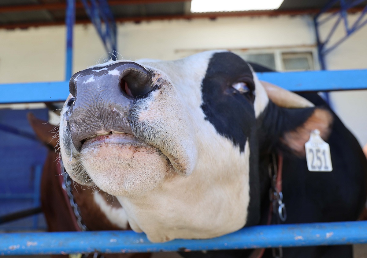 Çorum'da görülen şap hastalığı nedeniyle 28 köy karantina altına alındı (2)