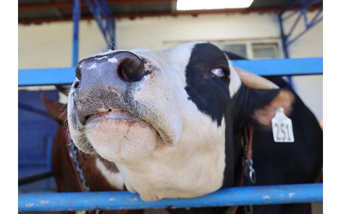 Çorum'da görülen şap hastalığı nedeniyle 28 köy karantina altına alındı (2)