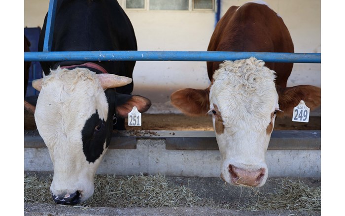 Çorum'da görülen şap hastalığı nedeniyle 28 köy karantina altına alındı (3)