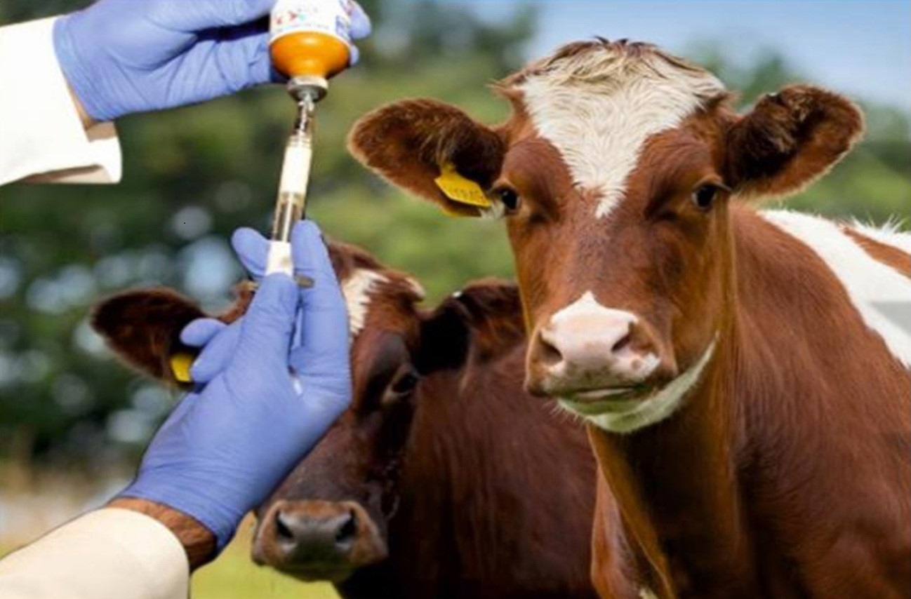 Çorum'da görülen şap hastalığı nedeniyle 28 köy karantina altına alındı (4)