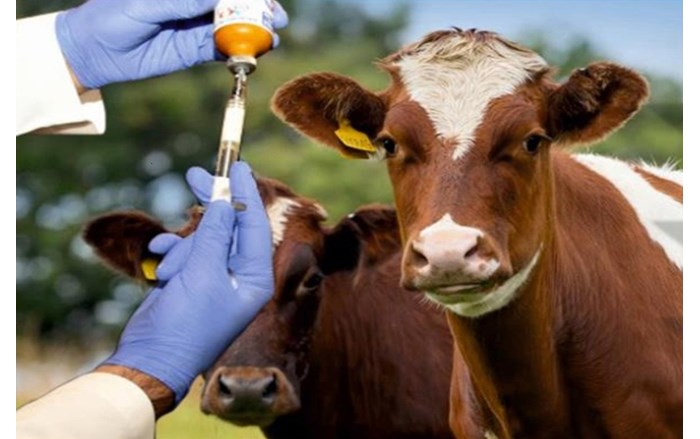 Çorum'da görülen şap hastalığı nedeniyle 28 köy karantina altına alındı (4)