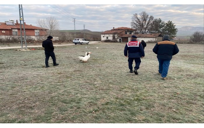 Çorum'da kaz dövüşü yaptıran 7 kişi, Jandarma tarafından suçüstü yakalandı (2)