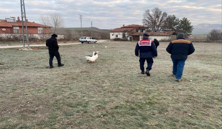 Çorum'da kaz dövüşü yaptıran 7 kişi, Jandarma tarafından suçüstü yakalandı (2)