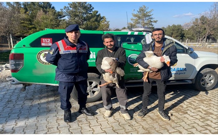 Çorum'da kaz dövüşü yaptıran 7 kişi, Jandarma tarafından suçüstü yakalandı (3)