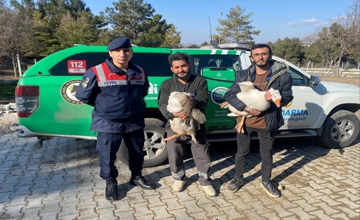 Çorum'da kaz dövüşü yaptıran 7 kişi, Jandarma tarafından suçüstü yakalandı (3)