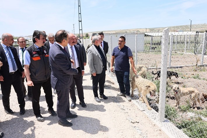 Çorum'da sahipsiz hayvanlar, güvenli bir yaşam alanına kavuşuyor (2)