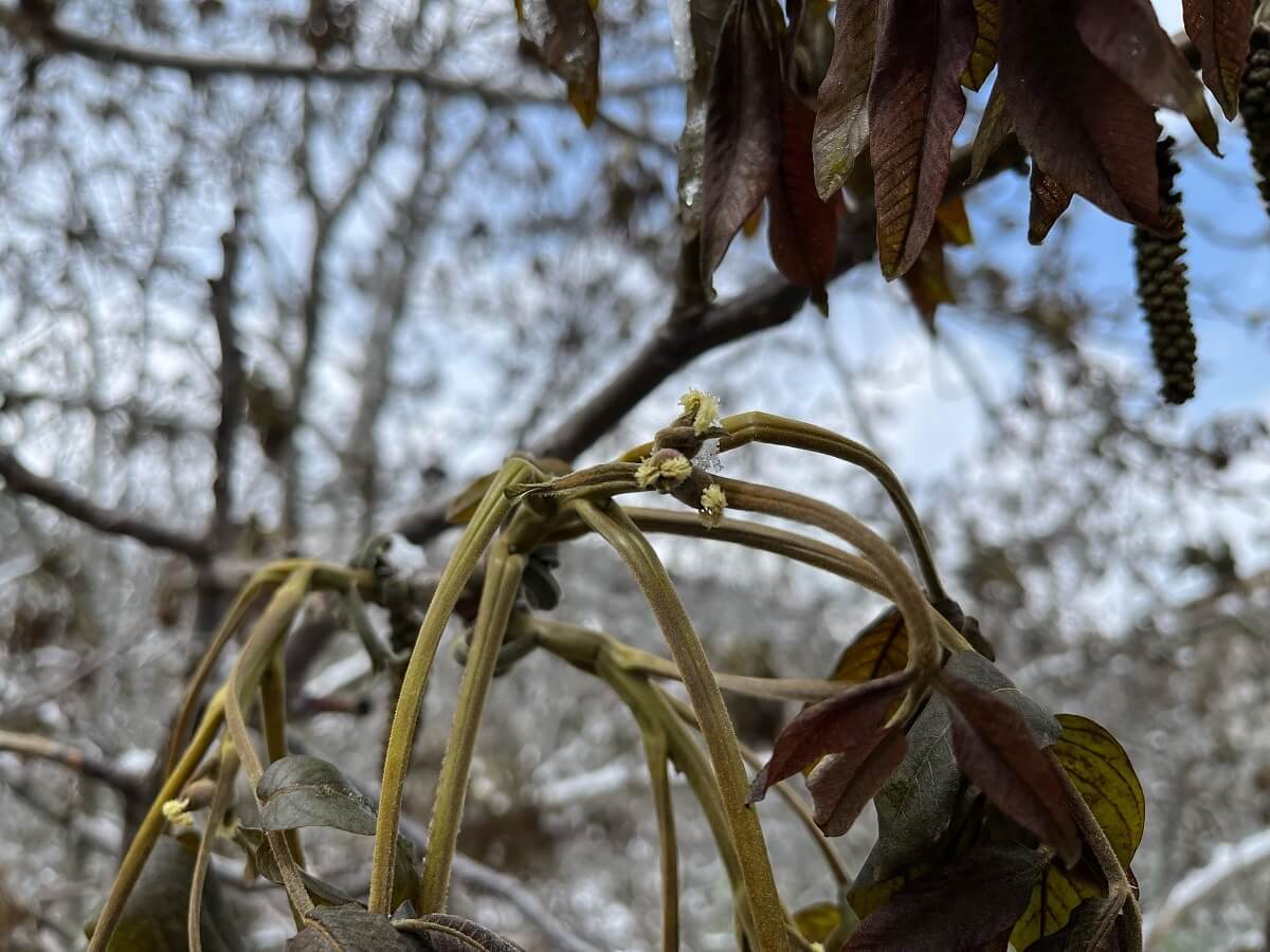 Çorum'da yaşanan zirai don sebebiyle, başta ceviz olmak üzere birçok tarımsal ürün zarar gördü (1)