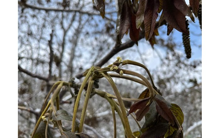 Çorum'da yaşanan zirai don sebebiyle, başta ceviz olmak üzere birçok tarımsal ürün zarar gördü (1)