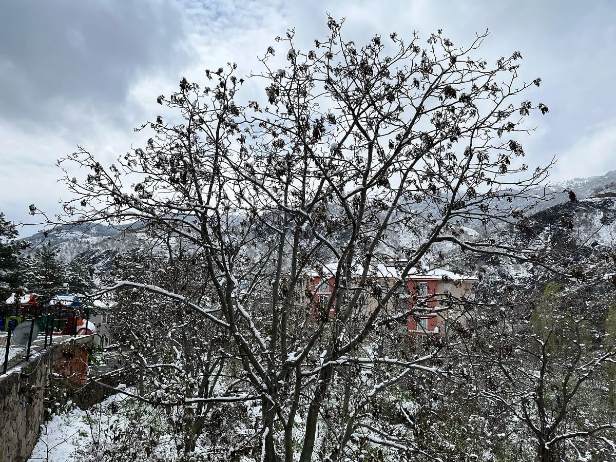 Çorum'da yaşanan zirai don sebebiyle, başta ceviz olmak üzere birçok tarımsal ürün zarar gördü (2)