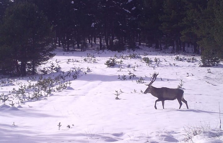 Çorum'daki yaban hayatı fotokapana yansıdı (1)