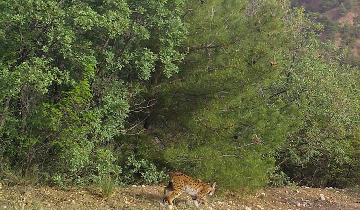 Çorum'daki yaban hayatı fotokapana yansıdı (10)