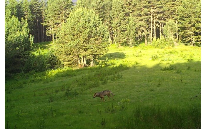 Çorum'daki yaban hayatı fotokapana yansıdı (2)
