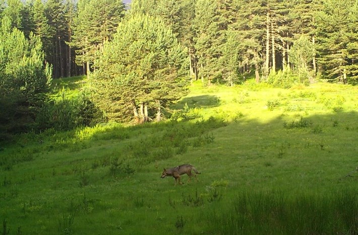Çorum'daki yaban hayatı fotokapana yansıdı (2)