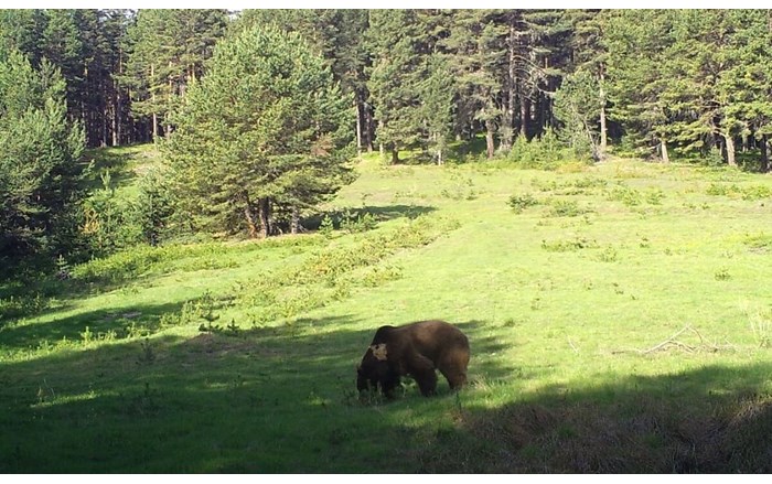 Çorum'daki yaban hayatı fotokapana yansıdı (3)