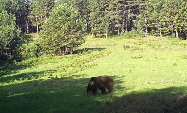 Çorum'daki yaban hayatı fotokapana yansıdı (3)