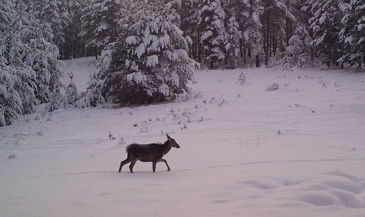 Çorum'daki yaban hayatı fotokapana yansıdı (4)