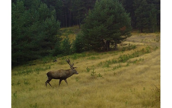 Çorum'daki yaban hayatı fotokapana yansıdı (6)