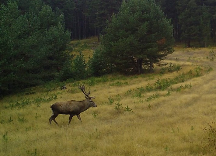 Çorum'daki yaban hayatı fotokapana yansıdı (6)
