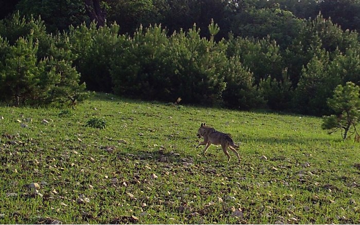 Çorum'daki yaban hayatı fotokapana yansıdı (7)