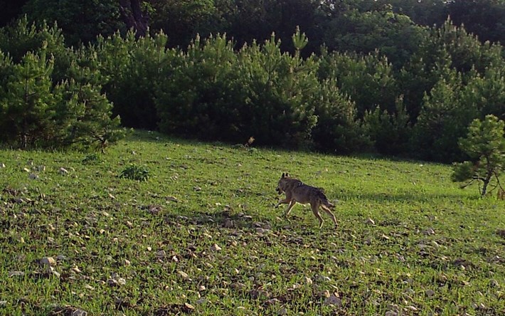 Çorum'daki yaban hayatı fotokapana yansıdı (7)